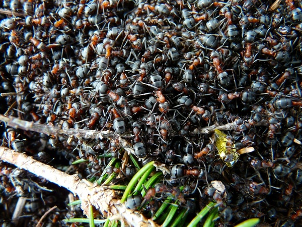 ants wood ants formica