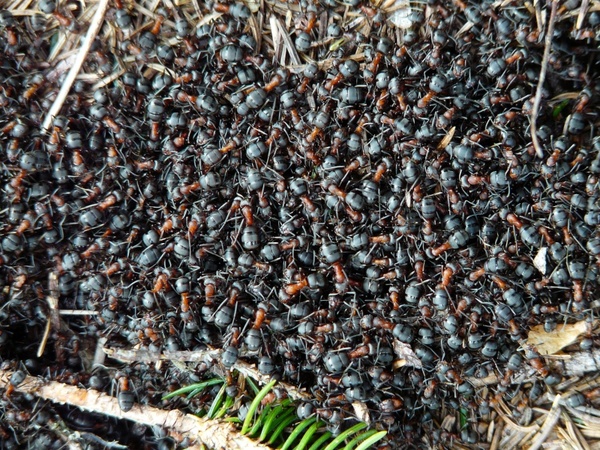 ants wood ants formica