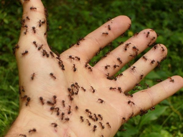 ants wood ants hand