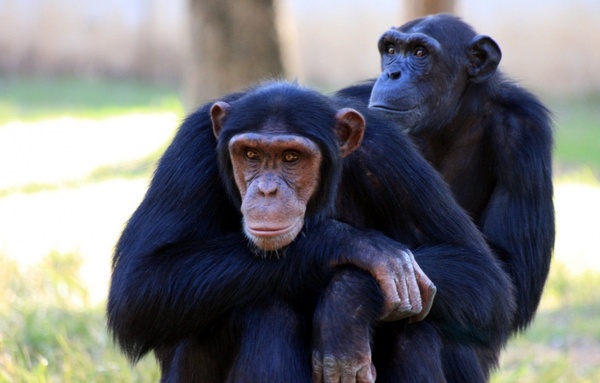 apes chimpanzee monkey