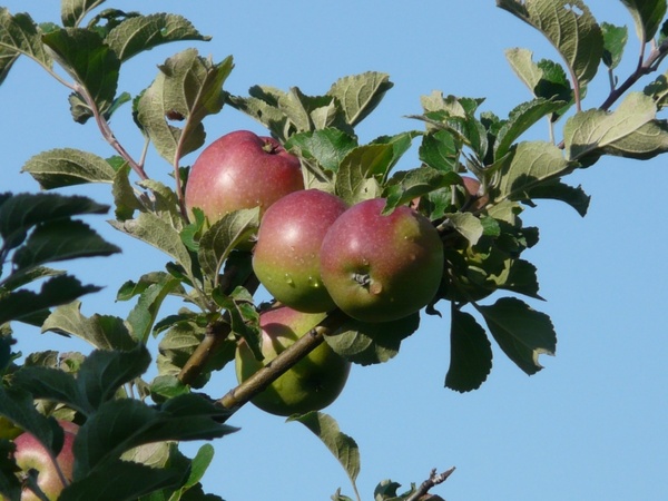 apple apple tree red