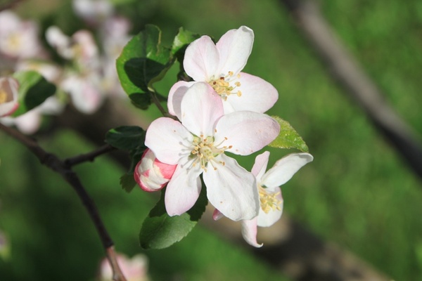 apple april blossom