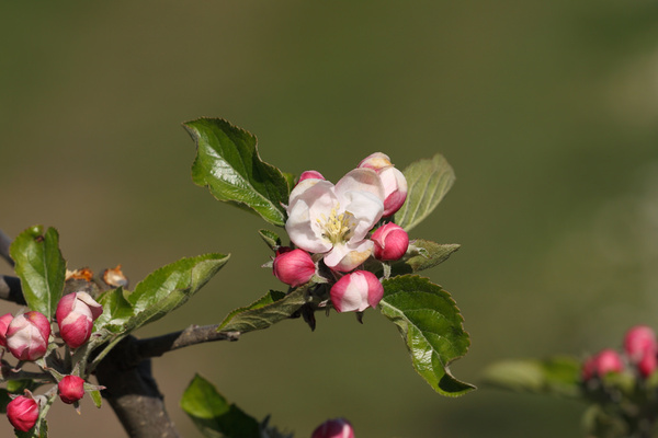 apple blossom 