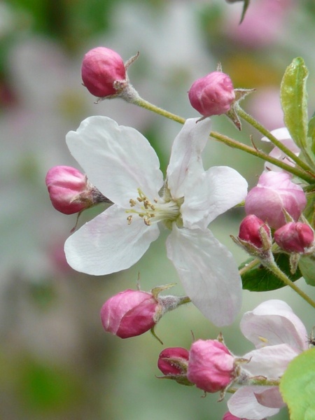 apple blossoms bud flower