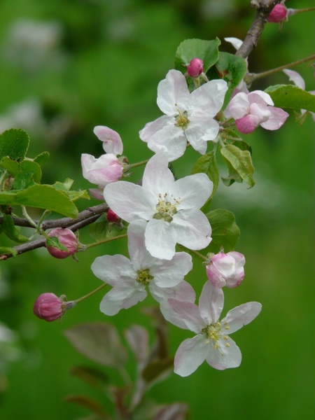 apple blossoms bud flowers