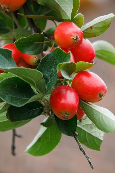 apple branch fruit