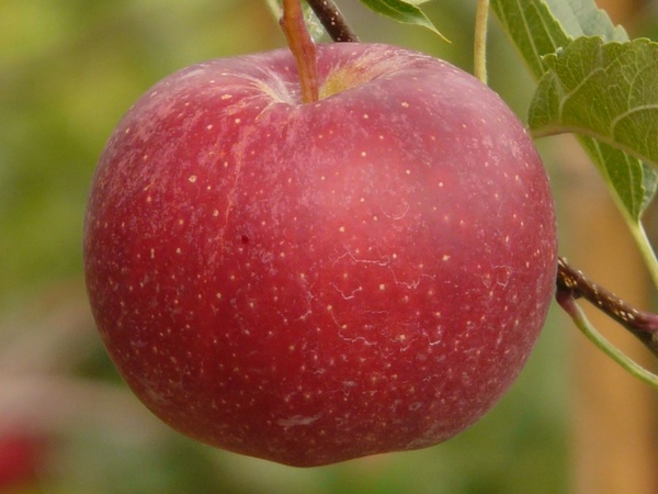 Red apple fruit images photos free download