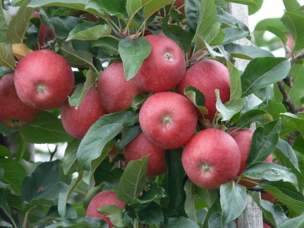 Apple fruit photos free download 3,653 .jpg files