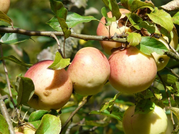 apple tree apples fruit