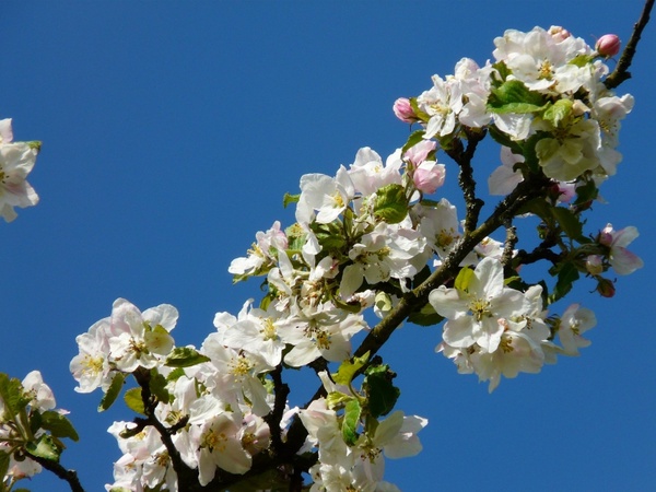 apple tree blossom apple blossom blossom