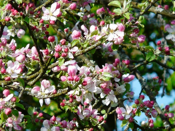 apple tree blossom apple blossom flower