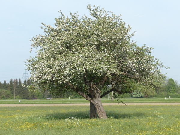 apple tree tree apple blossom