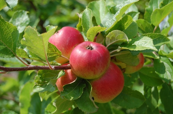 apples fruit fruit trees