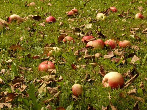 apples meadow harvest