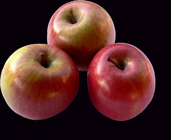 apples plant fruit