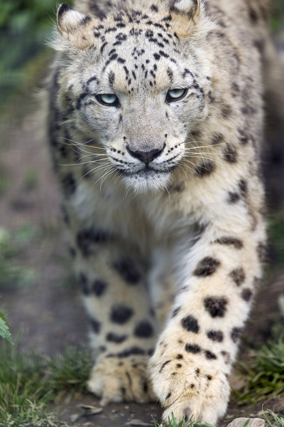 approaching snow leopard 