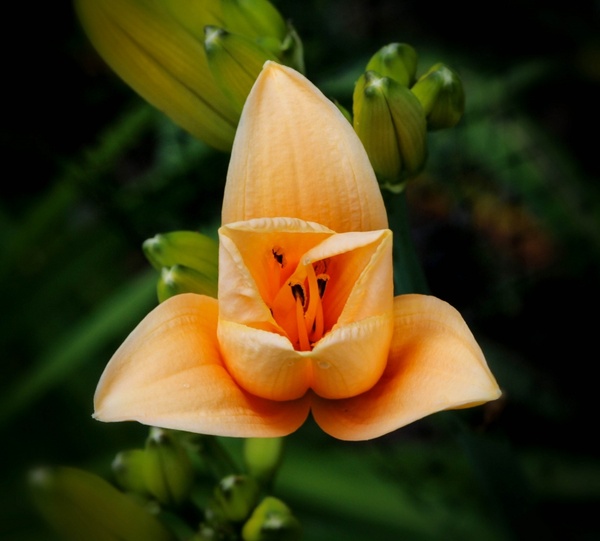 apricot daylily blossom flower