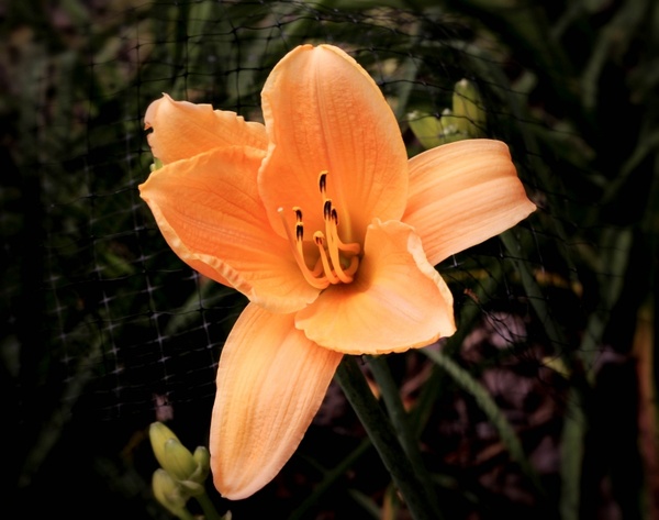 apricot daylily flower blossom