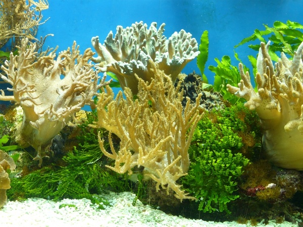 aquarium coral water