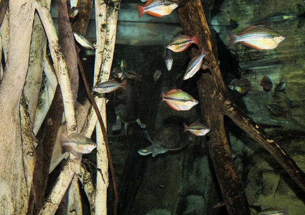 aquarium fish 1