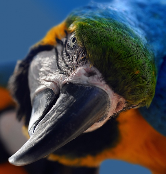 ara yellow macaw parrot