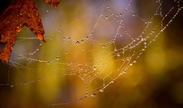 arachnid autumn closeup cobweb detail dew drop fall