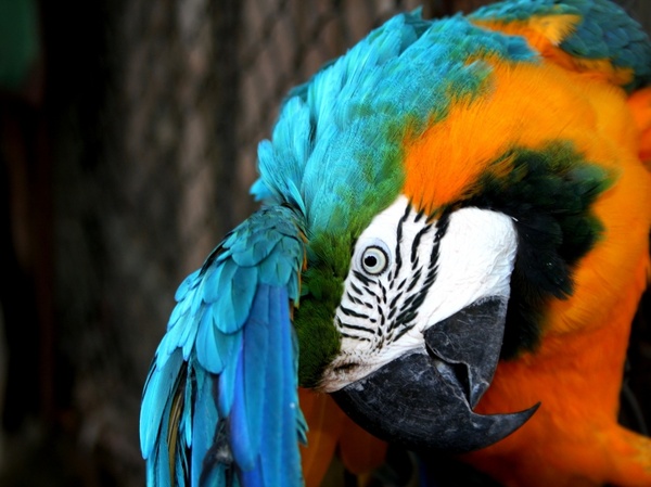 arara bird parrot