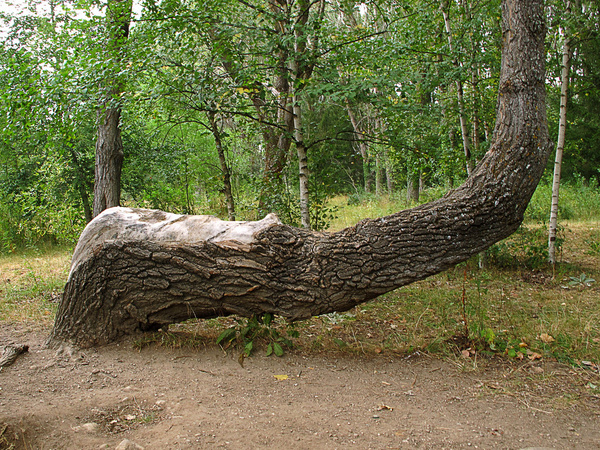 arbol curvado crooked tree