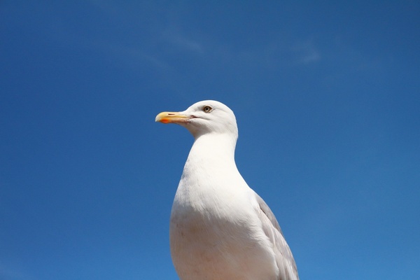 arctic beak bird coast daytime fowl gull midway 