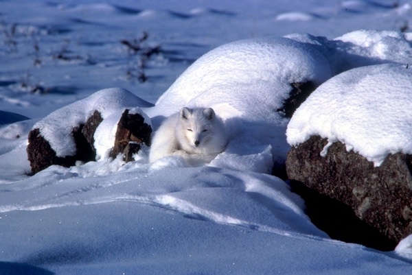 arctic fox animal