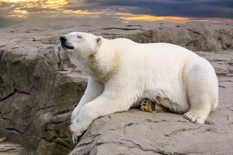 arctica scene backdrop picture dynamic polar bear   