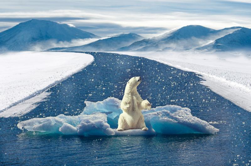 arctica scenery picture dynamic white bear ice scene 