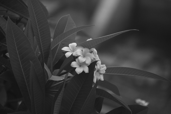 art black and white bloom blossom child fleur flora