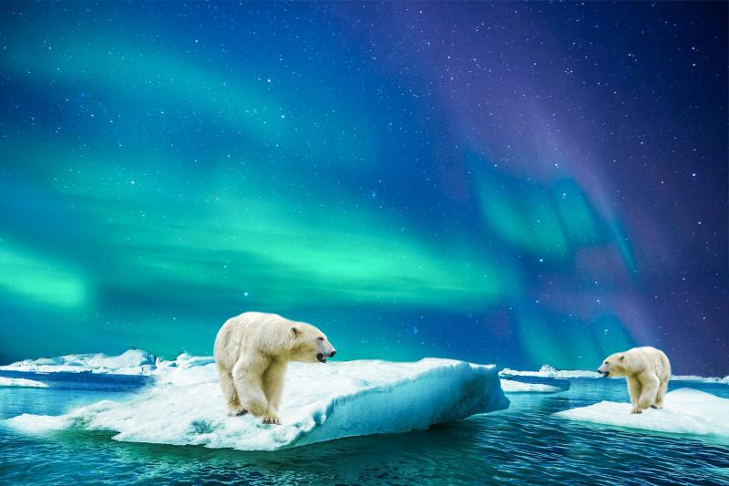 artica scene picture dynamic elegant polar bear snow scene 