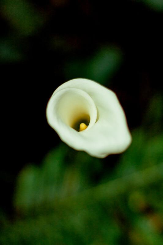 Arum lily backdrop picture contrast closeup 