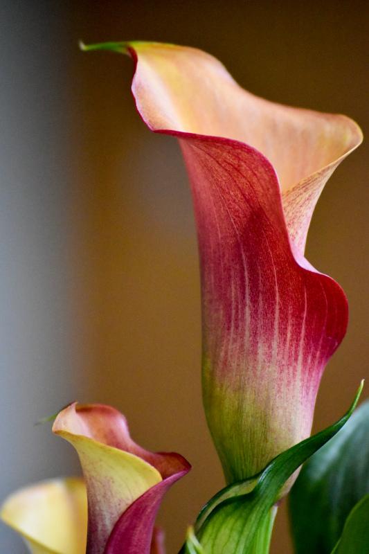 Arum lily backdrop picture elegant closeup 
