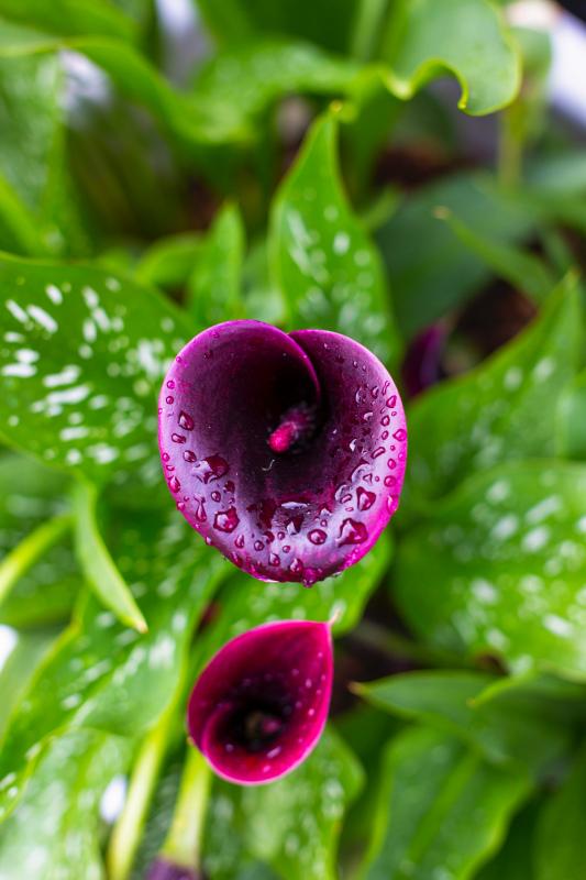 arum lily backdrop wet flora closeup 