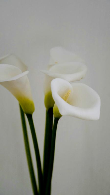 Arum lily flower picture backdrop elegant bright closeup 