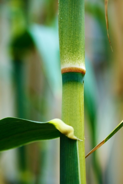 asia bamboo branch