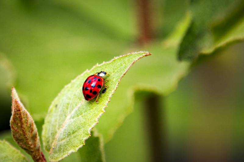 asian lady beetle picture closeup modern 