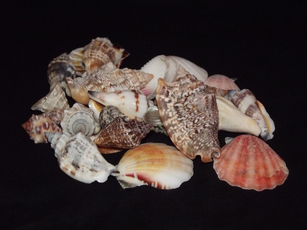 assortment of sea shells