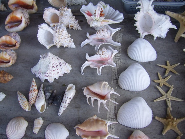 assortment of shells