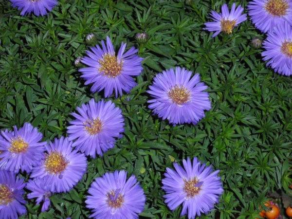 aster autumn asters 