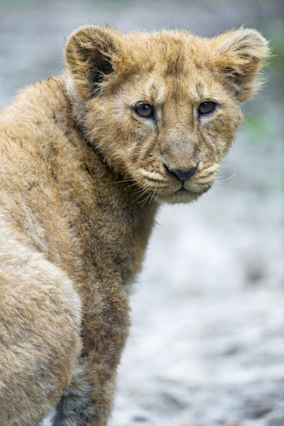 atentive lion cub