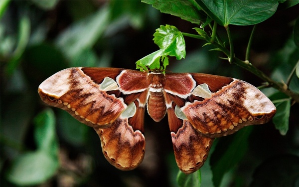 atlas moth butterfly attacus atlas 