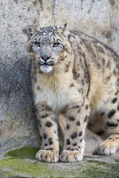 attentive snow leopard