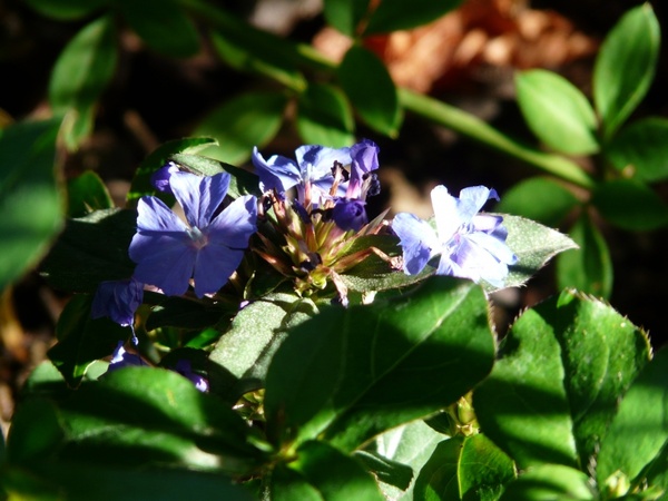 auriculata flower blue