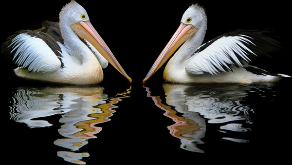 australia pelican sea birds