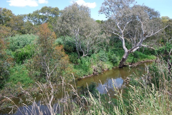 australian bush and creek
