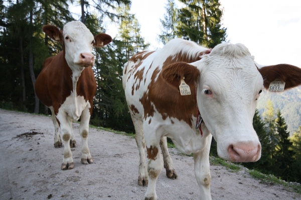 austria cows cattle